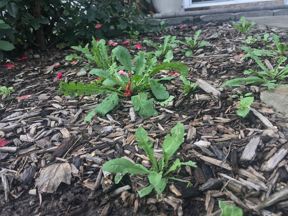 How to Stop Weeds from Growing in Mulch (and Prevent their Return)